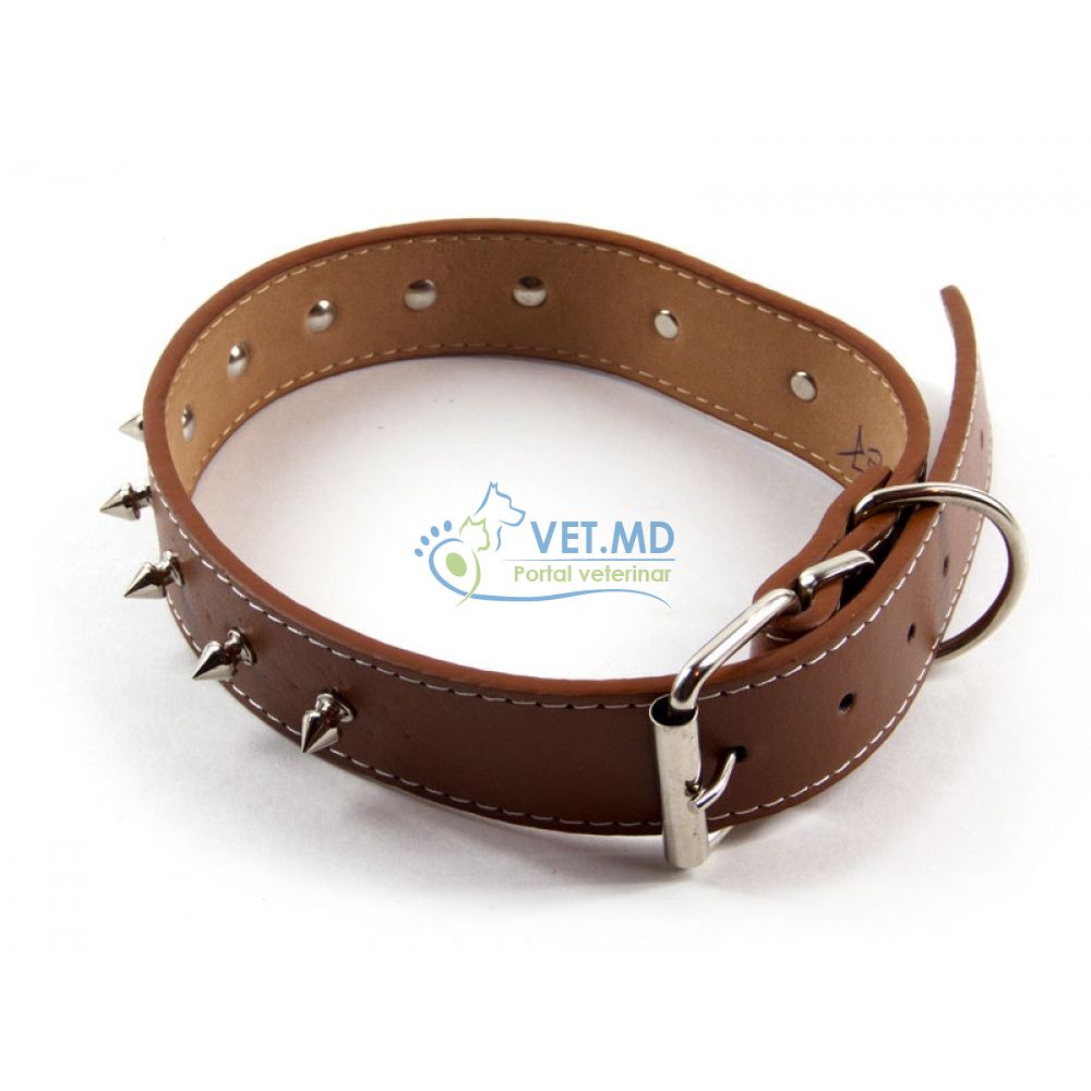 Ошейник  72см с шипами